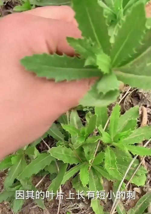 刺菜花的花语寓意是什么？它象征着什么？