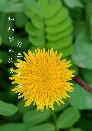 刺菜花的花语寓意是什么？它象征着什么？