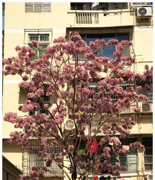 贡山紫花风铃木的花语是什么？这种花语有何特别之处？