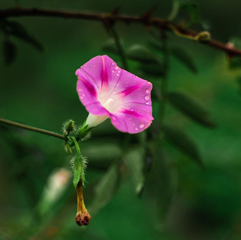 新年第一只兔子的花语有何寓意？这个花语代表了什么？