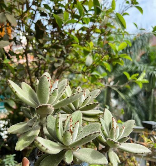 新年第一只兔子的花语有何寓意？这个花语代表了什么？