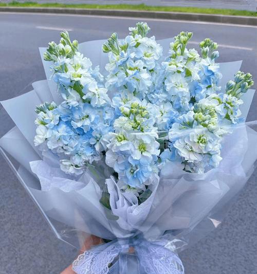 蓝色玫瑰花作为礼物时应如何选择搭配？