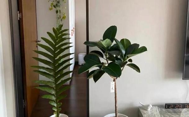 小树养护的花语有何寓意？小树养护的花语是什么？