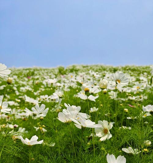小树养护的花语有何寓意？小树养护的花语是什么？