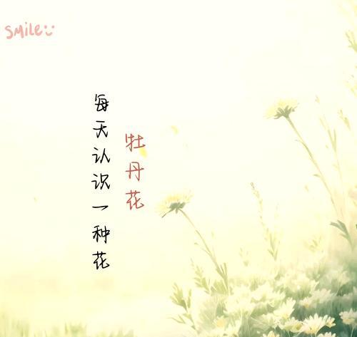 牡丹菊花语能否表达特殊情感？