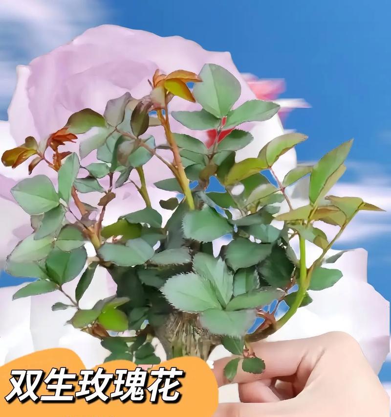 送人盆栽玫瑰花的寓意是什么？盆栽玫瑰花传递了哪些情感？
