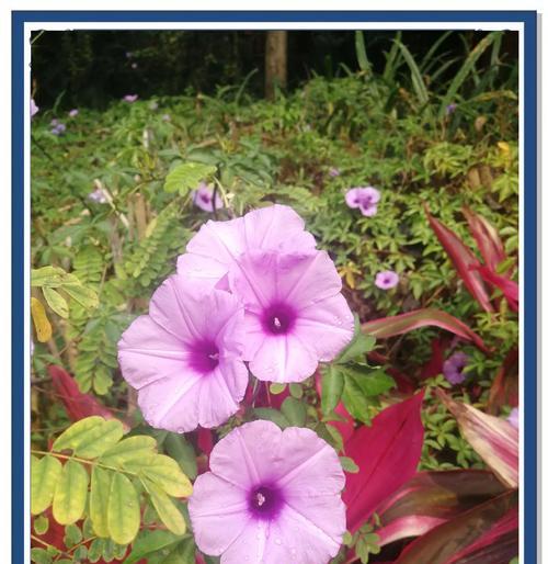 粉花是什么花语？喇叭花的花语又是什么？