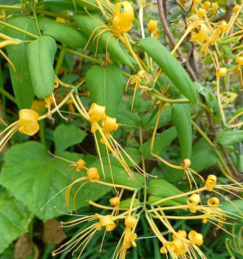 未知的花语是什么？它代表了怎样的情感或信息？