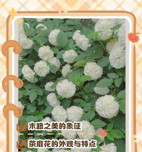 夏日初见鲜花花语是什么？夏季送花有哪些特别的含义？