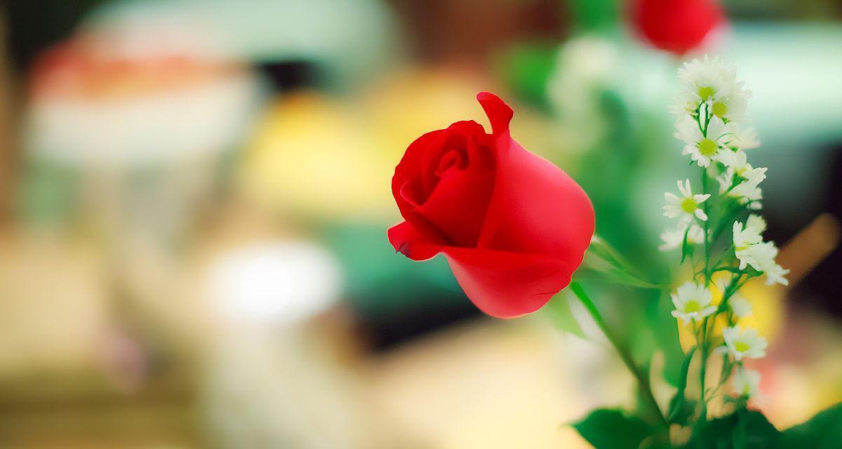 香宾玫瑰花含义是什么？香宾玫瑰在特殊场合的意义？