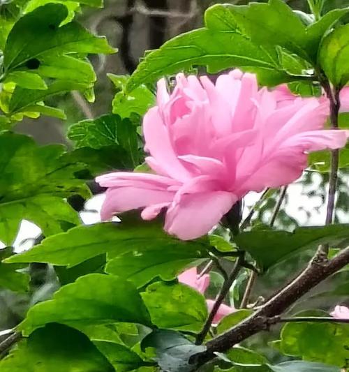 疼惜你的花语有何含义？如何用花语表达关怀？