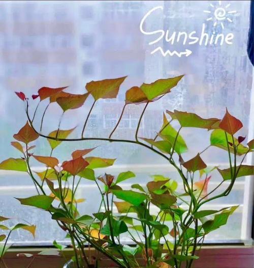 红薯花盆栽的花语是什么？它有什么特别的意思吗？