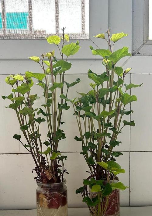 红薯花盆栽的花语是什么？它有什么特别的意思吗？