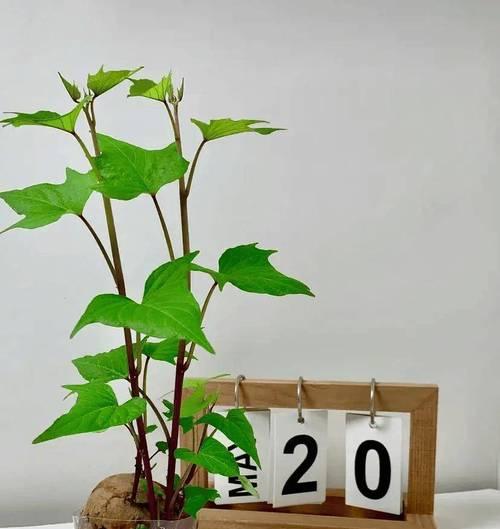 红薯花盆栽的花语是什么？它有什么特别的意思吗？