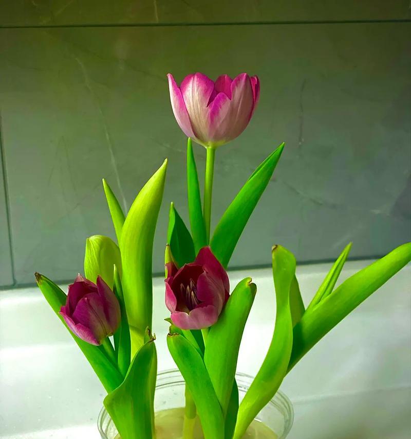 哪种花代表了认真的态度？