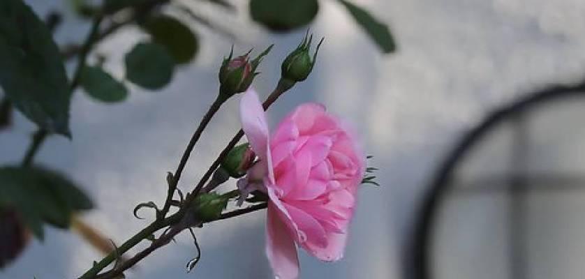 哪种花代表了认真的态度？