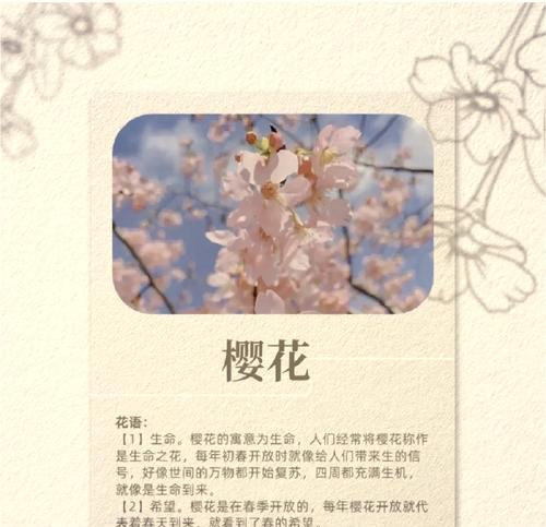 樱花中玫瑰的含义是什么？樱花与玫瑰花语有何不同？