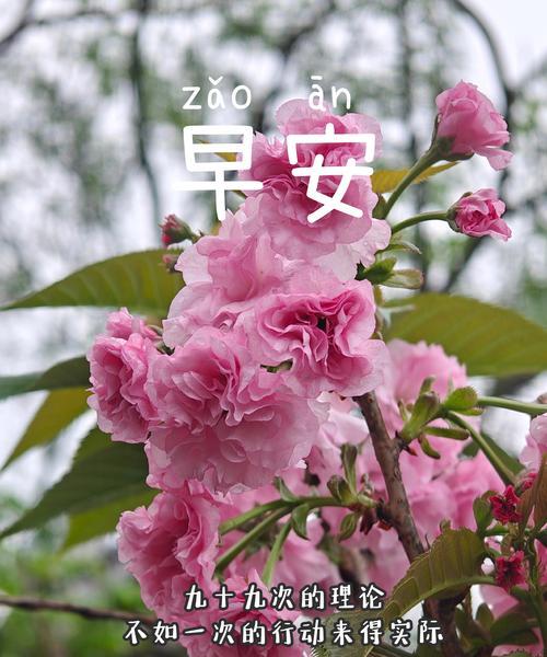 樱花中玫瑰的含义是什么？樱花与玫瑰花语有何不同？