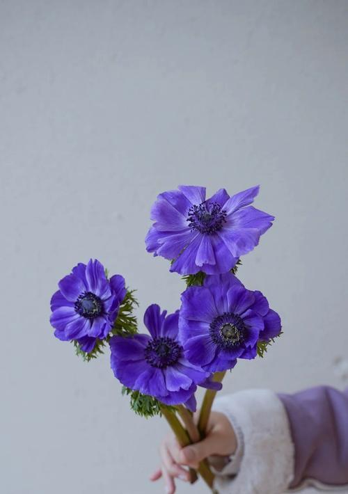 花语所念皆如愿什么意思？这句花语有何深意？