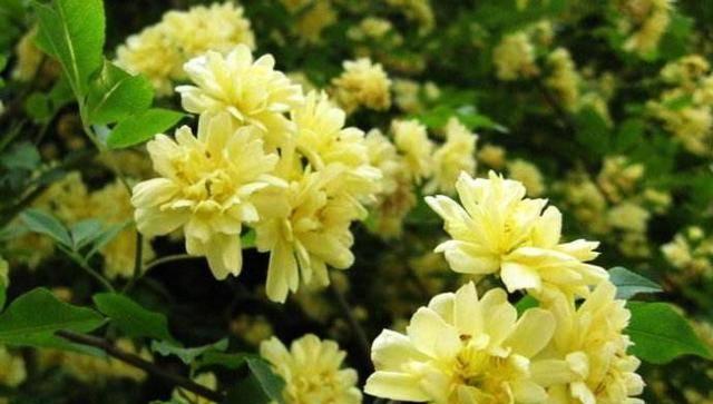 老家邻居的花语有何含义？代表什么？