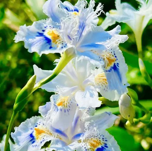 老家邻居的花语有何含义？代表什么？