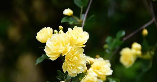 老家邻居的花语有何含义？代表什么？