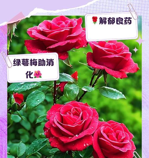 绿色玫瑰花代表什么？三朵绿色玫瑰有何特殊含义？