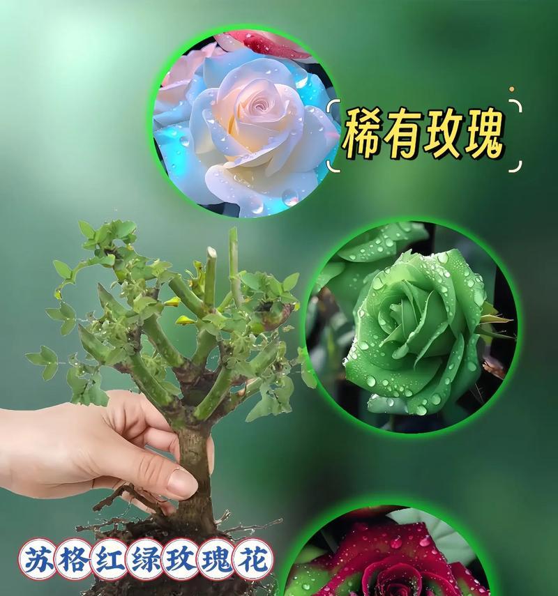 绿色玫瑰花代表什么？三朵绿色玫瑰有何特殊含义？