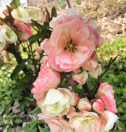 海棠花有哪些种类？每种海棠花的花语是什么？
