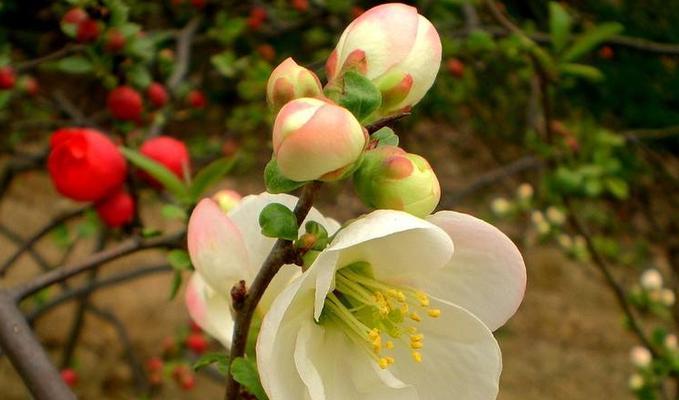 海棠花有哪些种类？每种海棠花的花语是什么？