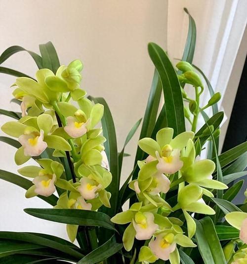 天香兰的花语与寓意是什么？天香兰象征着什么？