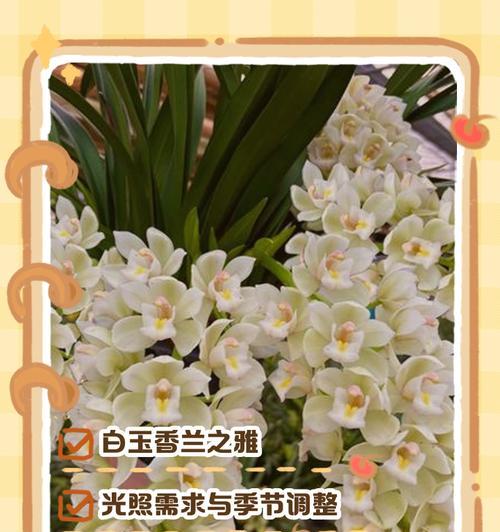 天香兰的花语与寓意是什么？天香兰象征着什么？