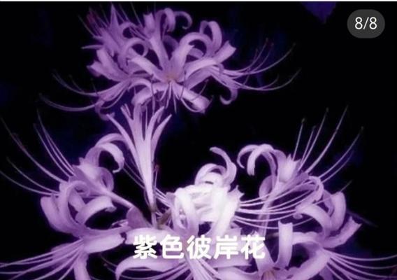 彼岸花的花语含义是什么？你知道吗？
