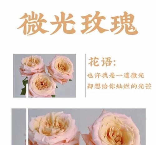 10月25日这一天的花语有何特别之处？