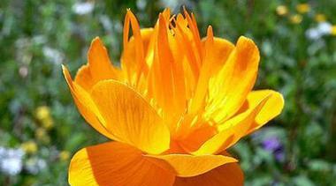 金莲花通常表达什么情感？花语有何深意？