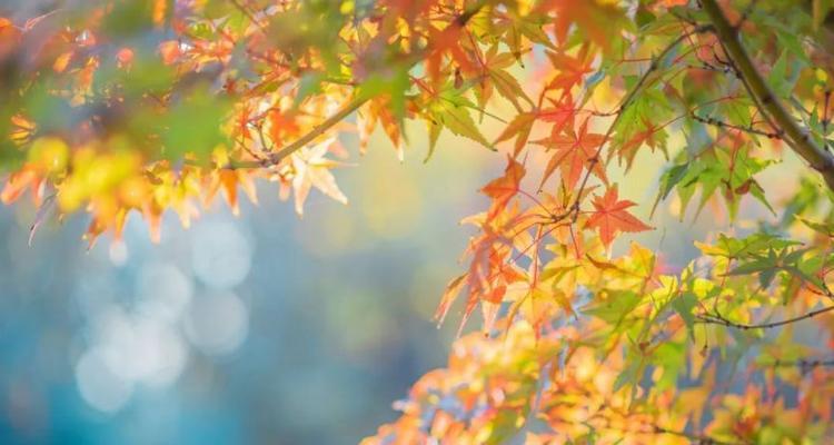 红枫叶树的花语代表了什么？红枫叶树有何特别的花语含义？