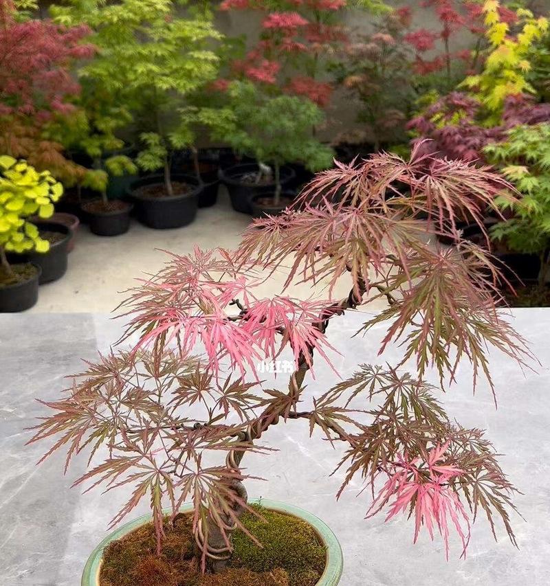 红枫叶树的花语代表了什么？红枫叶树有何特别的花语含义？