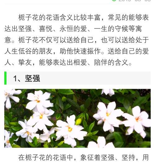 栀子花的花语及其文化内涵是什么？它们有何深意？