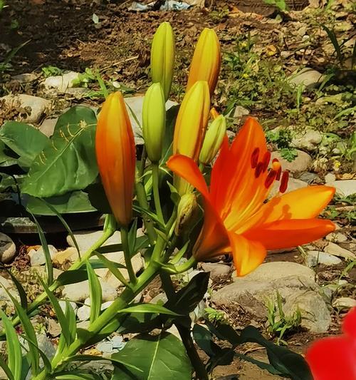 酷飒象征着什么？花语寓意有何特别之处？