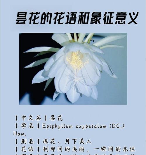 2月1日的花语是什么？这种花语代表了什么意义？