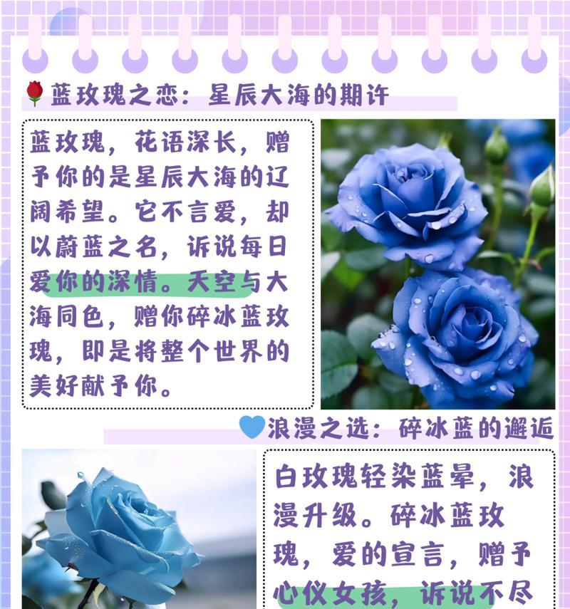 送女王玫瑰花的花语是什么？有何寓意？