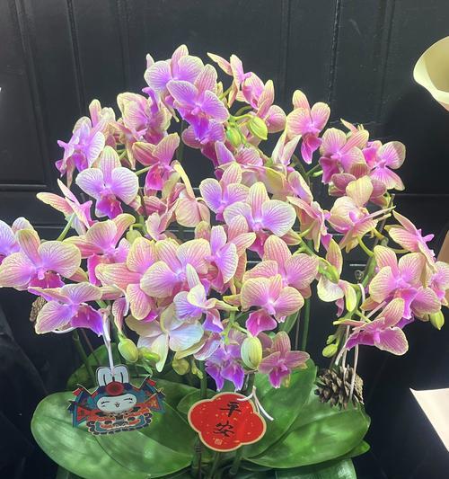 鬼兰花的花语和寓意是什么？鬼兰花传递了怎样的信息？