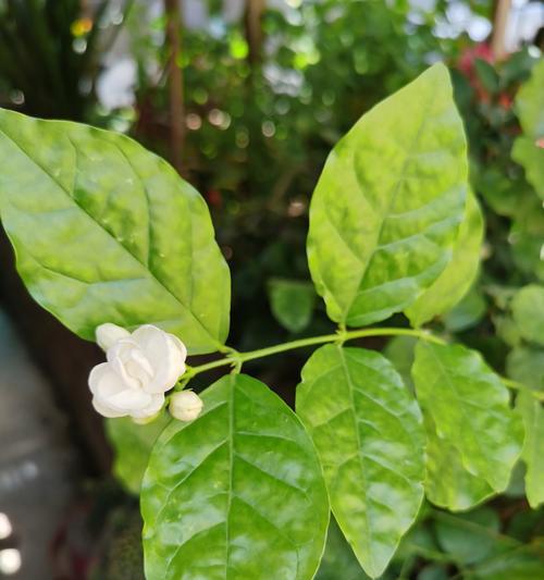 一朵茉莉花语是什么？单朵茉莉花的花语有何特别之处？