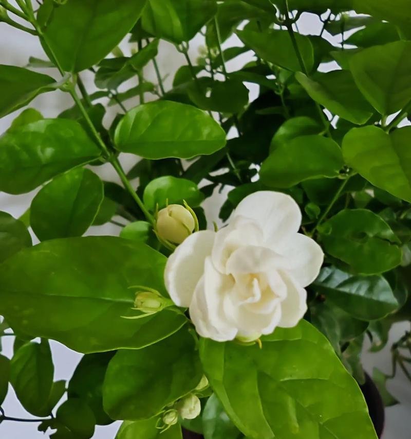 一朵茉莉花语是什么？单朵茉莉花的花语有何特别之处？