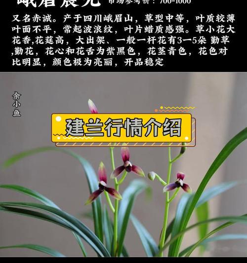 十八格格建兰的花语是什么？建兰花语有哪些？