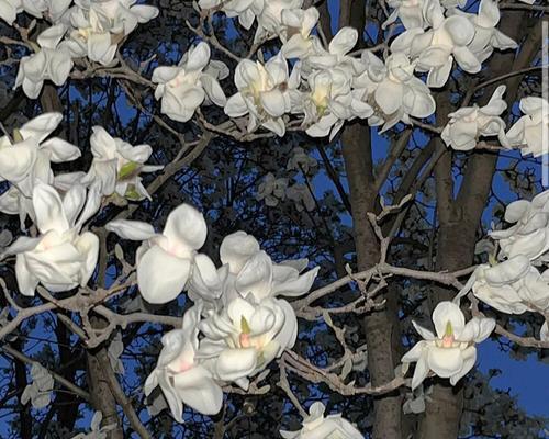 谁知道玉兰花的花语是什么？它象征着什么？