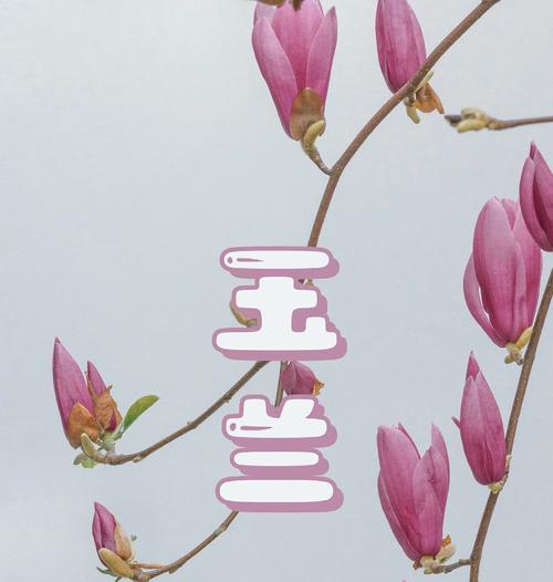 谁知道玉兰花的花语是什么？它象征着什么？