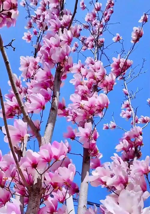谁知道玉兰花的花语是什么？它象征着什么？