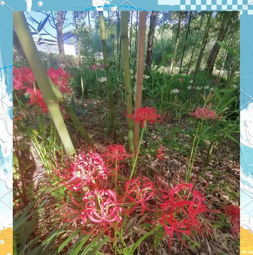 曹曼珠是什么花？花语复仇的含义是什么？