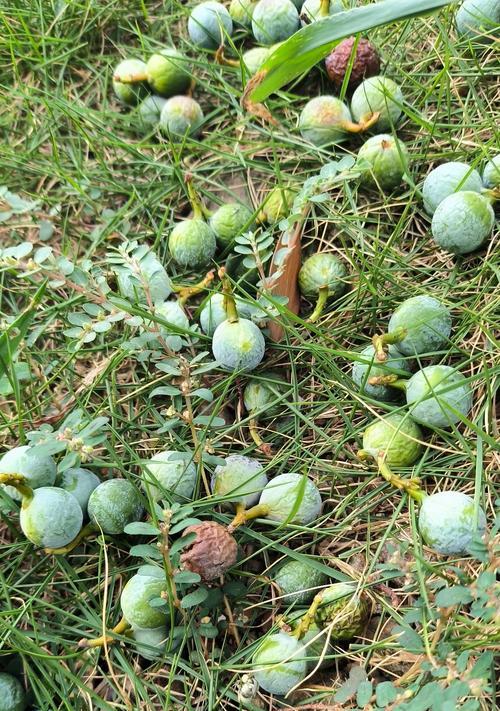 曹曼珠是什么花？花语复仇的含义是什么？